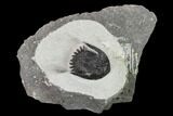 Mrakibina Trilobite - Mrakib, Morocco #153969-1